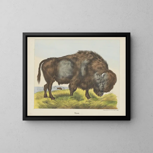Bison - Joseph Scholz — inramlat konstverk på väggen