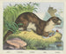Loutre de rivière - Joseph Scholz — vy av konstverket