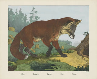 Joseph Scholz - Fox.webp