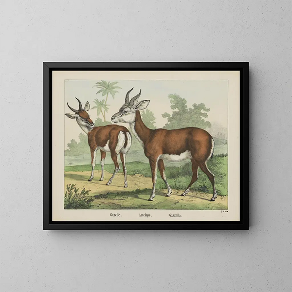 Antilope gazelle - Joseph Scholz — inramlat konstverk på väggen