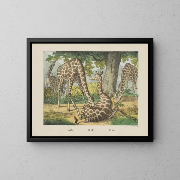 Giraff - Joseph Scholz — inramlat konstverk på väggen