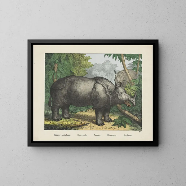 Rhinocéros - Joseph Scholz — inramlat konstverk på väggen
