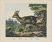 Roe - Joseph Scholz — vy av konstverket