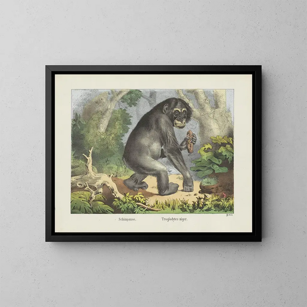 Chimpanzé - Joseph Scholz — inramlat konstverk på väggen