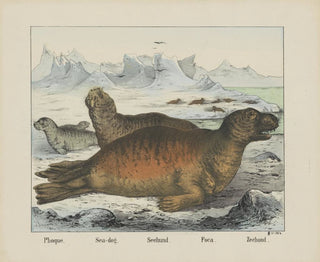 Joseph Scholz - Seadog.webp