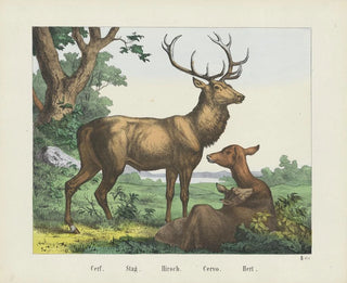 Joseph Scholz - Stag.webp