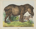 Tapir - Joseph Scholz — vy av konstverket