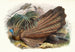 Argus giganteus - Joseph Smit — vy av konstverket