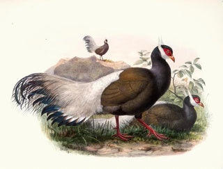 Crossoptilon mantchuricum - Joseph Smit — vy av konstverket