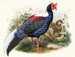 Euplocomus Swinhoei - Joseph Smit — vy av konstverket