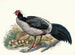 Euplocomus albocristatus - Joseph Smit — vy av konstverket