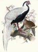 Euplocomus nycthemerus - Joseph Smit — vy av konstverket