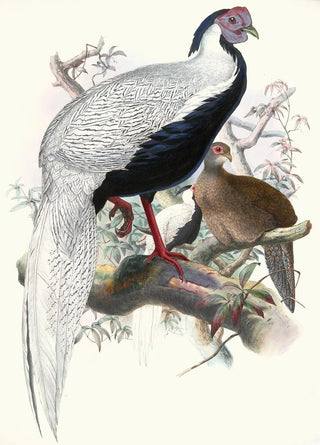 Joseph Smit - Euplocomus nycthemerus.webp