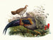 Le coq de Sonnerat - Joseph Smit — vy av konstverket