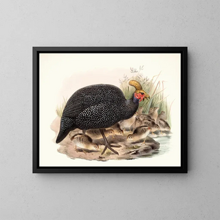 Joseph Smit - Numida coronata.webp