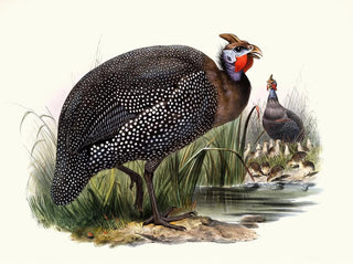 Joseph Smit - Numida meleagris.webp