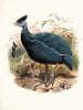 Numida plumifera - Joseph Smit — vy av konstverket