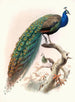 Pavo cristatus - Joseph Smit — vy av konstverket
