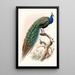 Pavo cristatus - Joseph Smit — inramlat konstverk på väggen