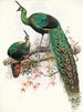 Pavo muticus - Joseph Smit — vy av konstverket