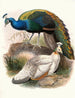 Pavo nigripennis - Joseph Smit — vy av konstverket