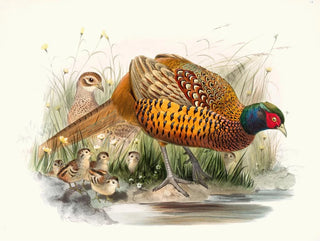 Joseph Smit - Phasianus colchicus.webp