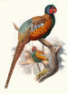 Phasianus elegans - Joseph Smit — vy av konstverket