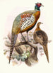 Phasianus formosanus - Joseph Smit — vy av konstverket