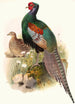 Phasianus versicolor - Joseph Smit — vy av konstverket