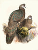 Polyplectron thibetanum - Joseph Smit — vy av konstverket