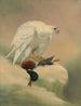 Gyrfalcon - Joseph Wolf — vy av konstverket