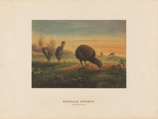 Joseph Wolf - Mantells Apteryx.webp