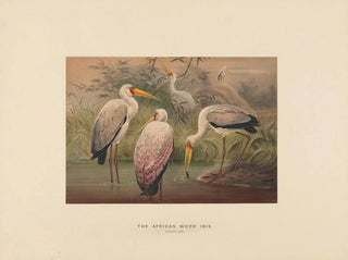 L'ibis des savanes - Joseph Wolf — vy av konstverket
