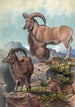 L'Aoudad - Joseph Wolf — vy av konstverket