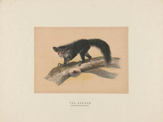 L'Aye-Aye - Joseph Wolf — vy av konstverket
