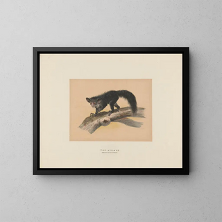 L'Aye-Aye - Joseph Wolf — inramlat konstverk på väggen