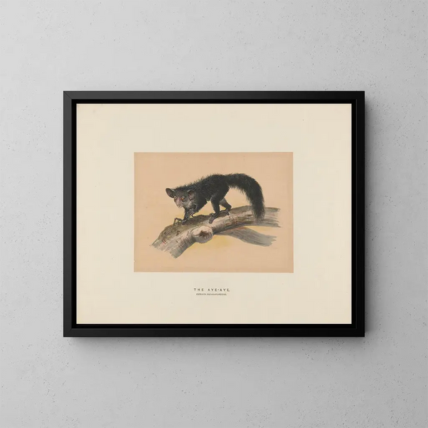 L'Aye-Aye - Joseph Wolf — inramlat konstverk på väggen