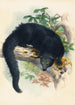 Le Binturong - Joseph Wolf — vy av konstverket