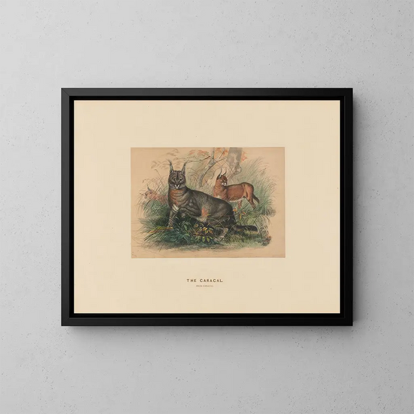 Le Caracal - Joseph Wolf — inramlat konstverk på väggen