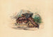 La Clotho - Joseph Wolf — vy av konstverket