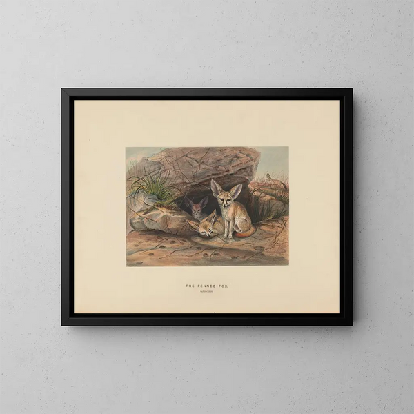 Le fennec - Joseph Wolf — inramlat konstverk på väggen