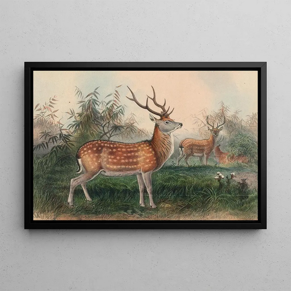 Le Cerf japonais - Joseph Wolf — inramlat konstverk på väggen