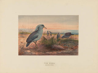 Le Kagu - Joseph Wolf — vy av konstverket