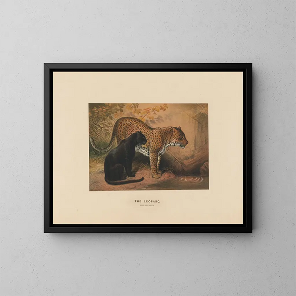 Le Léopard - Joseph Wolf — inramlat konstverk på väggen