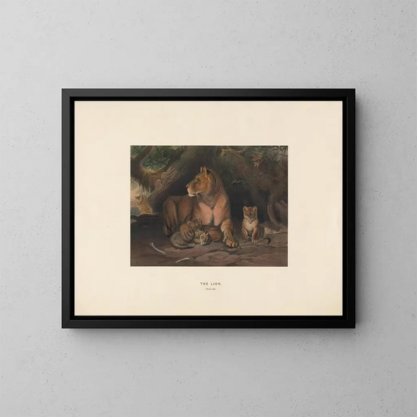 Le Lion - Joseph Wolf — inramlat konstverk på väggen