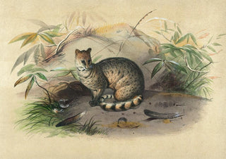 Joseph Wolf - The Rasse.webp