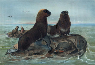 Joseph Wolf - The Sea Bear.webp