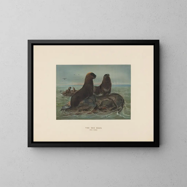 L'ours de mer - Joseph Wolf — inramlat konstverk på väggen