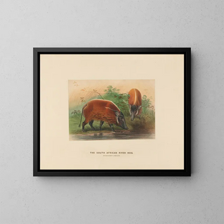 Joseph Wolf - The South African River Hog.webp