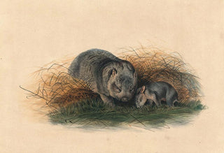 Joseph Wolf - The Tasmanian Wombat.webp
